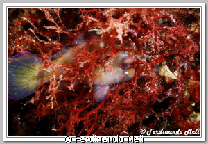 A fish (Symphodus ocellatus) sleep inside a seaweed. by Ferdinando Meli 